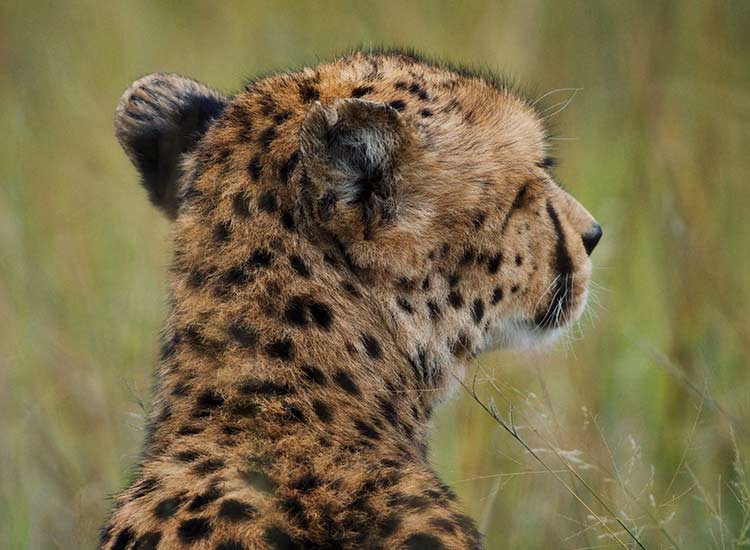 Fast Facts about Cheetahs – The Hide